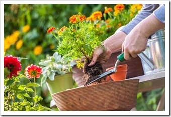 Spinal Health Gardening Spokane WA